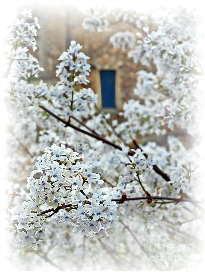 Blooming Lilac Brunch And Blue Window Spring And Tender Photograph by Tatiana Bogracheva