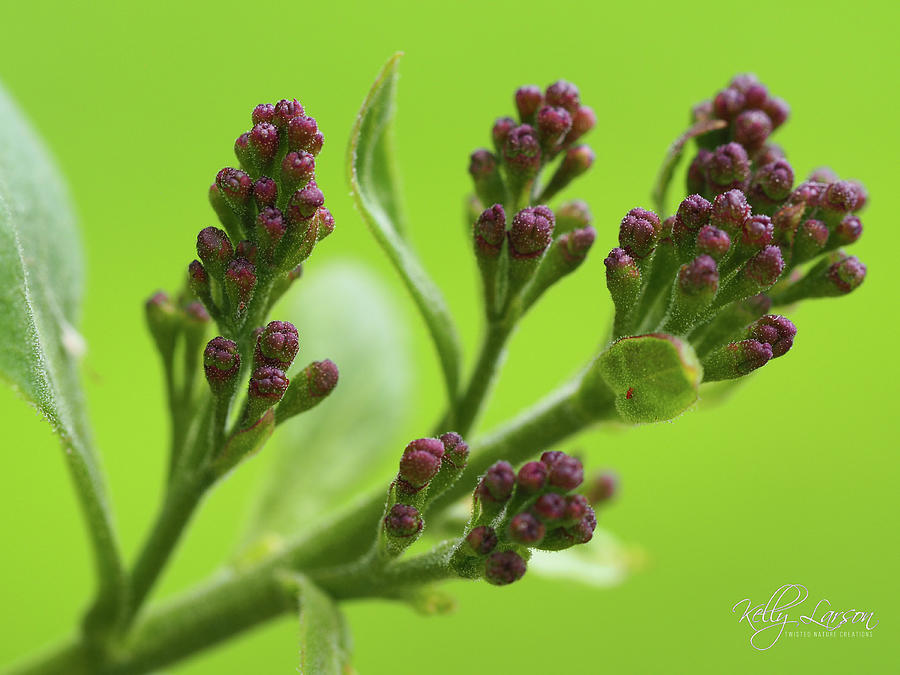 Lilac Bud Clusters Photograph