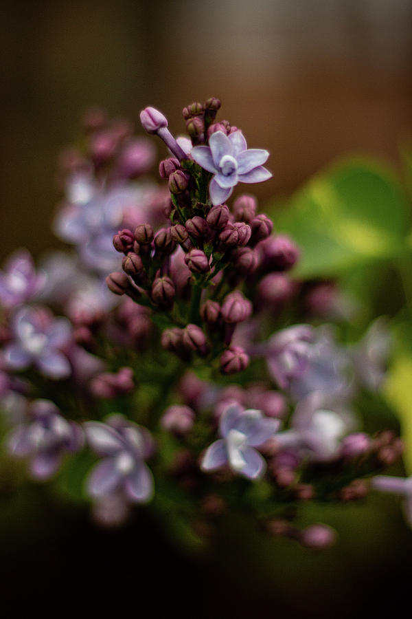 Lilac Buds Photograph by Denise Kopko