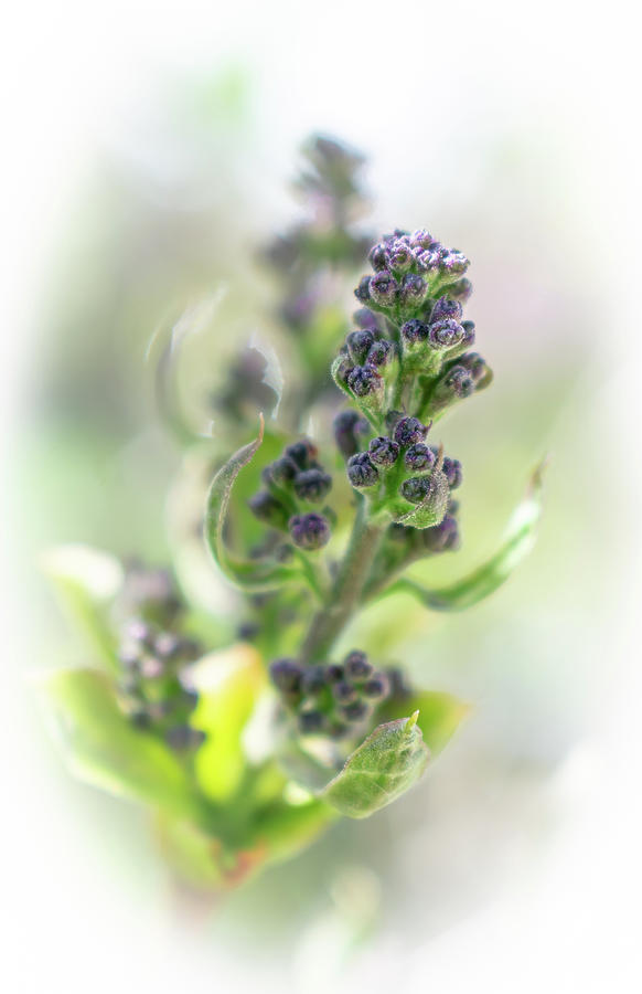 Lilac Buds Photograph by Len Bomba
