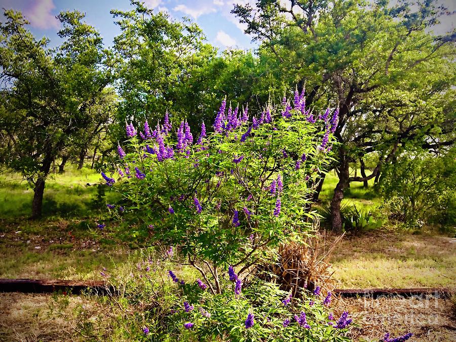 Lilac Bush in Bloom Photograph by Christine Tyler