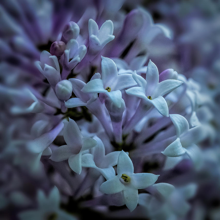 Lilac Photograph by Cathy Kovarik