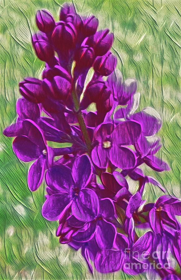 Lilac Cluster Digital Art by Rachel Hannah