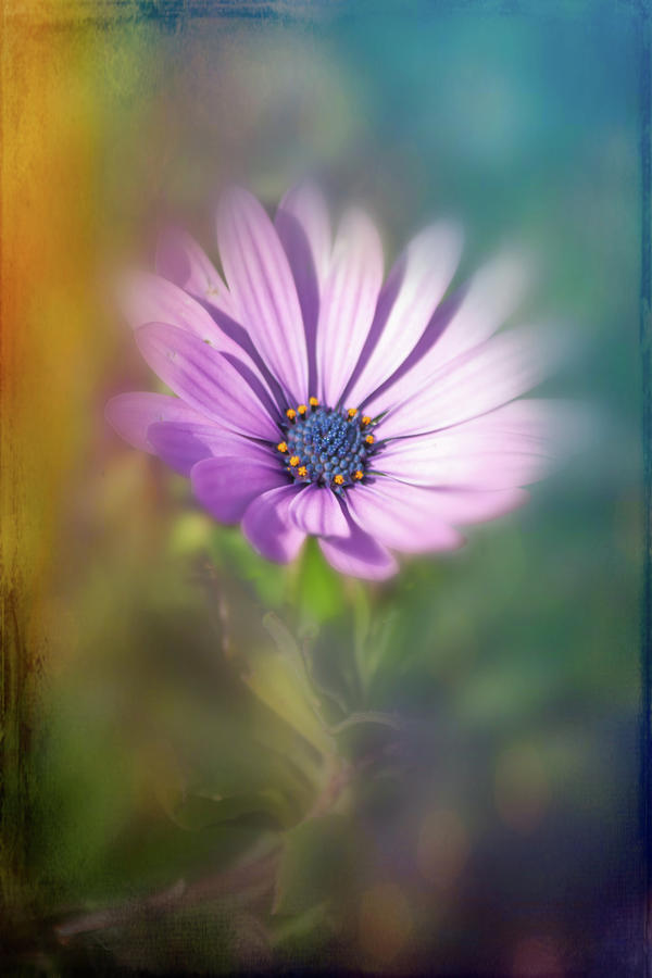 Lilac coloured daisy Photograph by Sue Leonard - Fine Art America