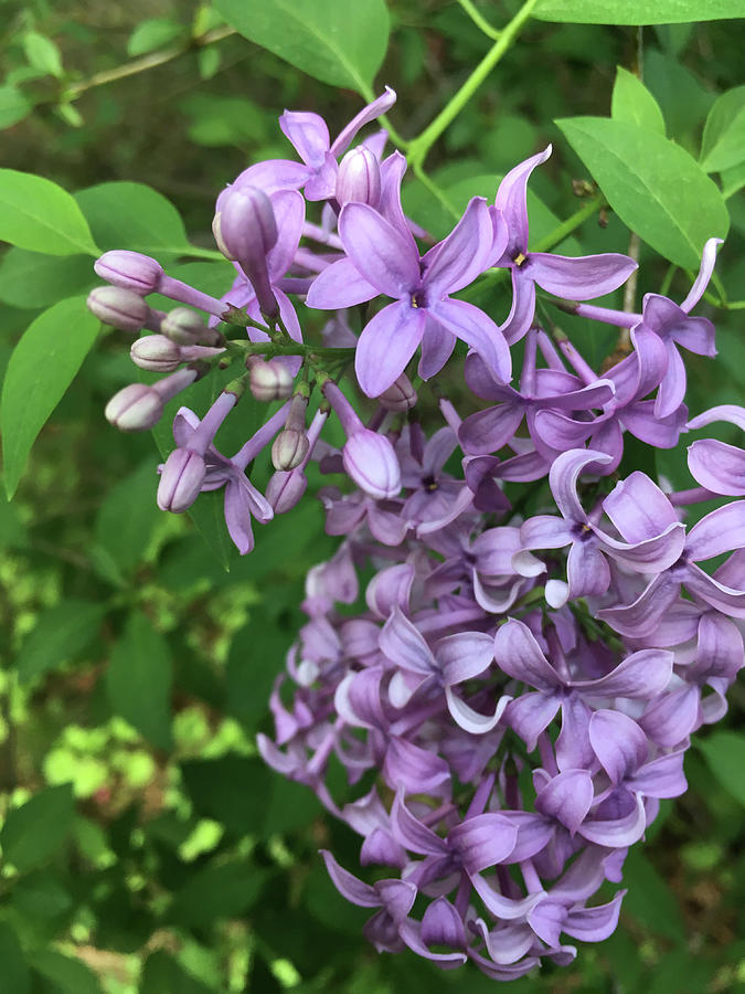 Lilac Photograph by Cynthia Zimmerman - Fine Art America