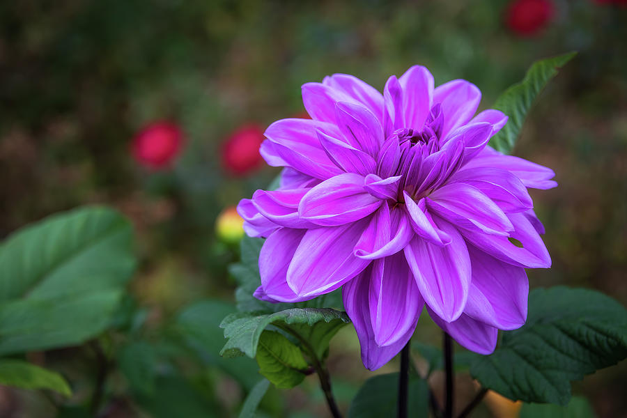 Lilac D Photograph by John Kirkland