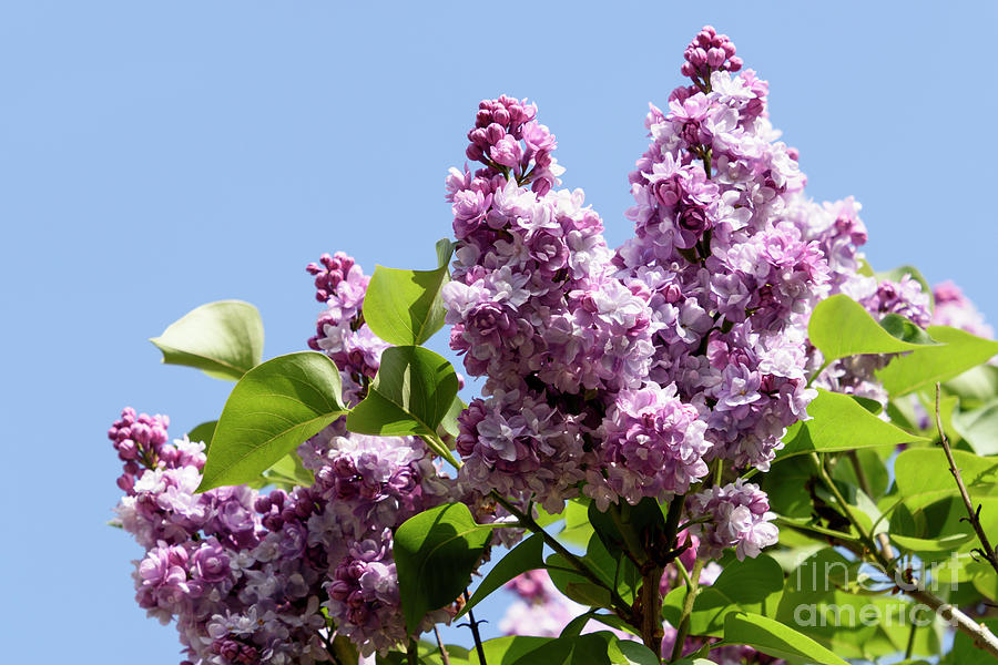 Lilac Delight Photograph by Wendy Wilton