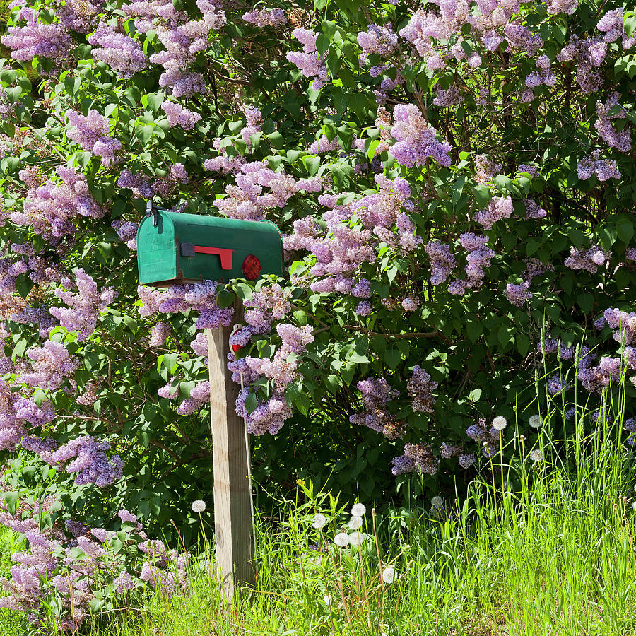 Lilac Delivery Square Photograph by Alan L Graham