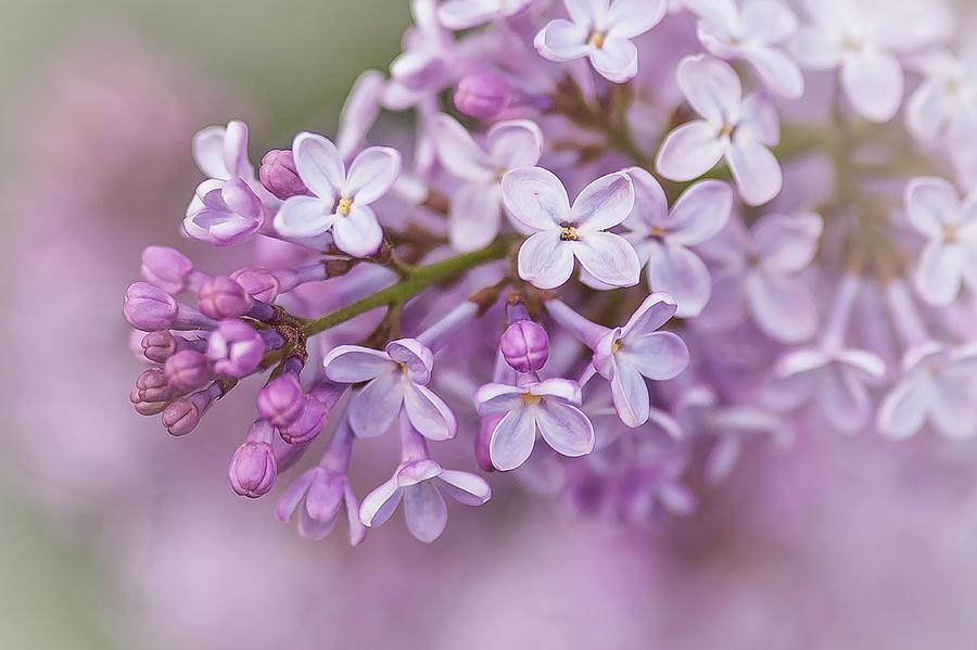 Flower Photograph - Lilac Dream by Linda McRae