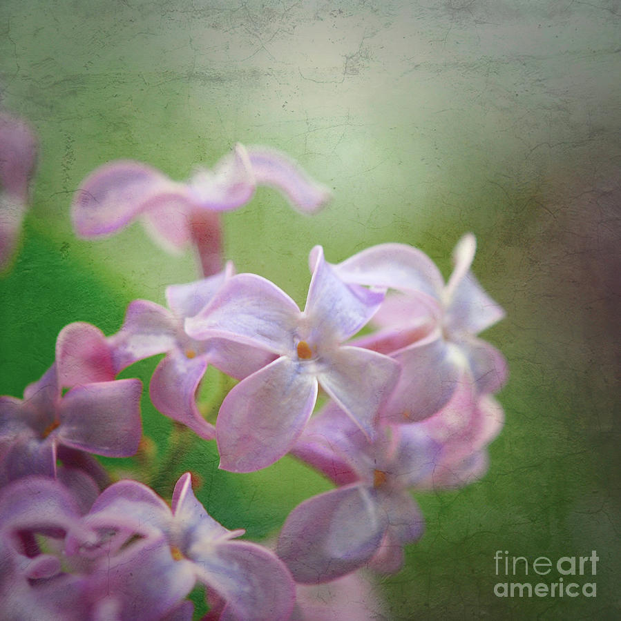 Lilac Dreaming  Photograph by Kerri Farley