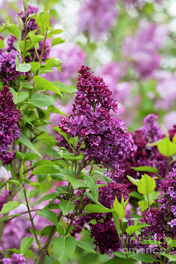 Lilac Edith Braun Flowering in Spring Photograph by Tim Gainey