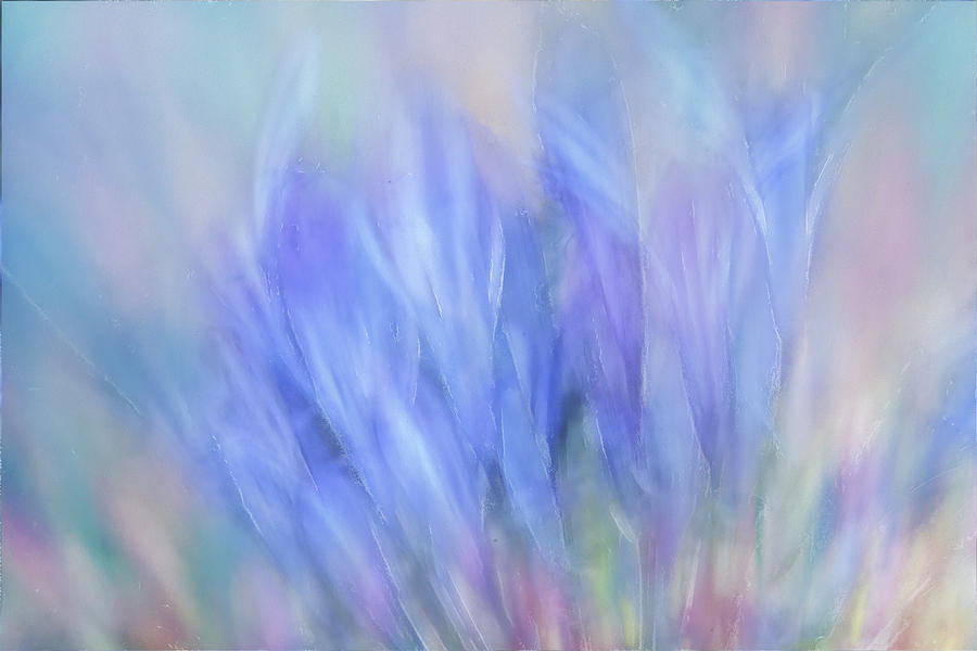 Lilac Elation Digital Art by Terry Davis