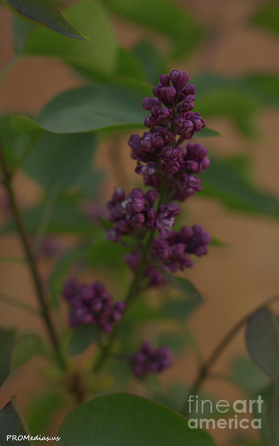 Lilac Flower Photograph by PROMedias US