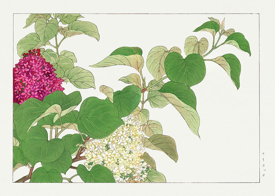 Lilac Flower - Ukiyo e art - Vintage Japanese woodblock art - Seiyo SOKA ZUFU by Tanigami Konan Digital Art by Studio Grafiikka