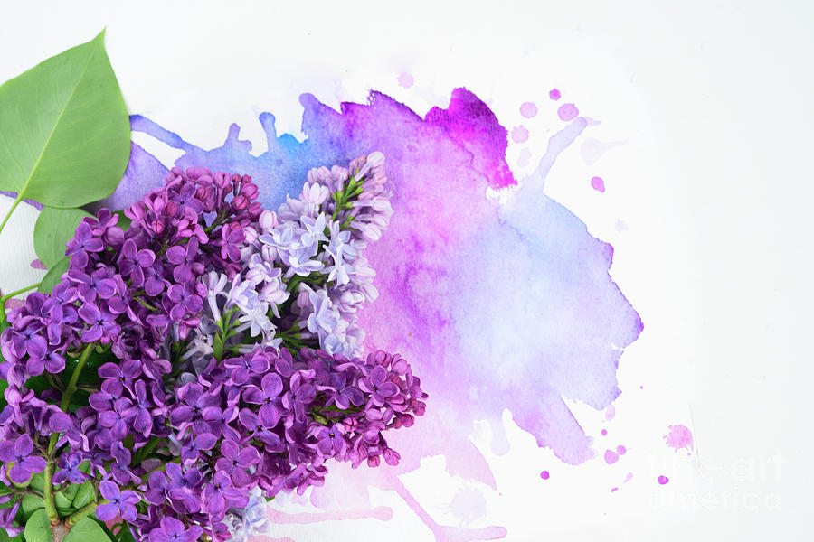 Lilac flowers on watercolor Photograph by Anastasy Yarmolovich