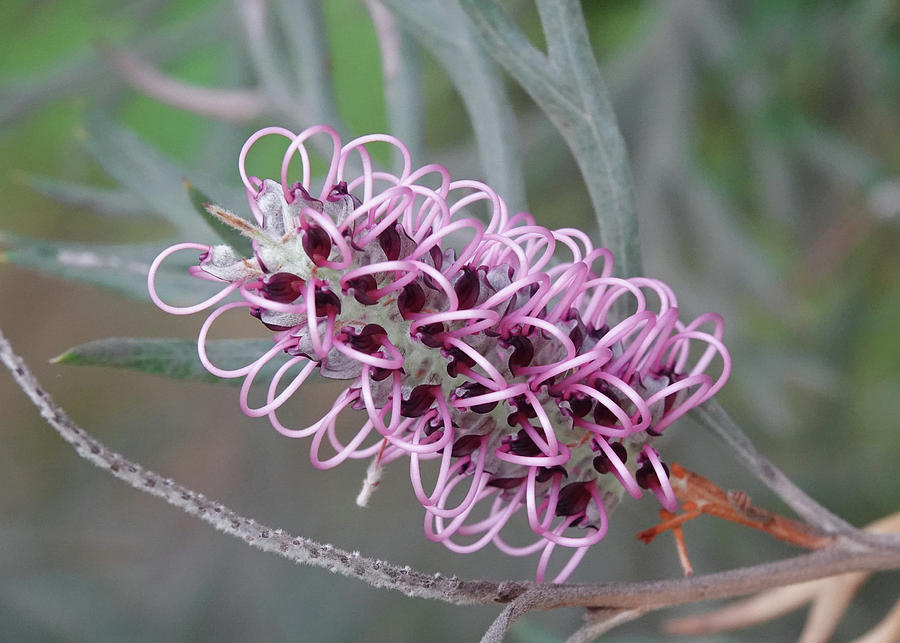 Lilac Grevillea Flower Photograph by Maryse Jansen