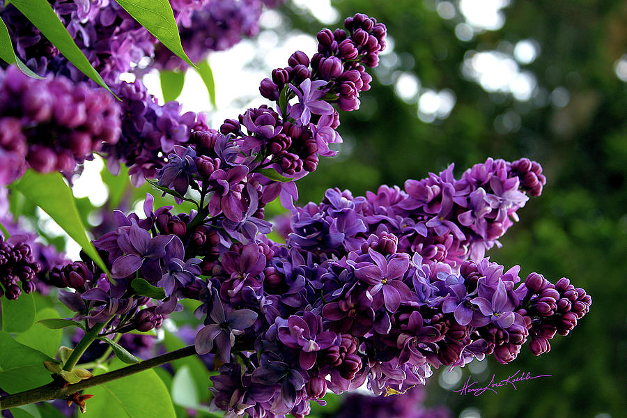 Flower Photograph - Lilac  by Hanne Lore Koehler