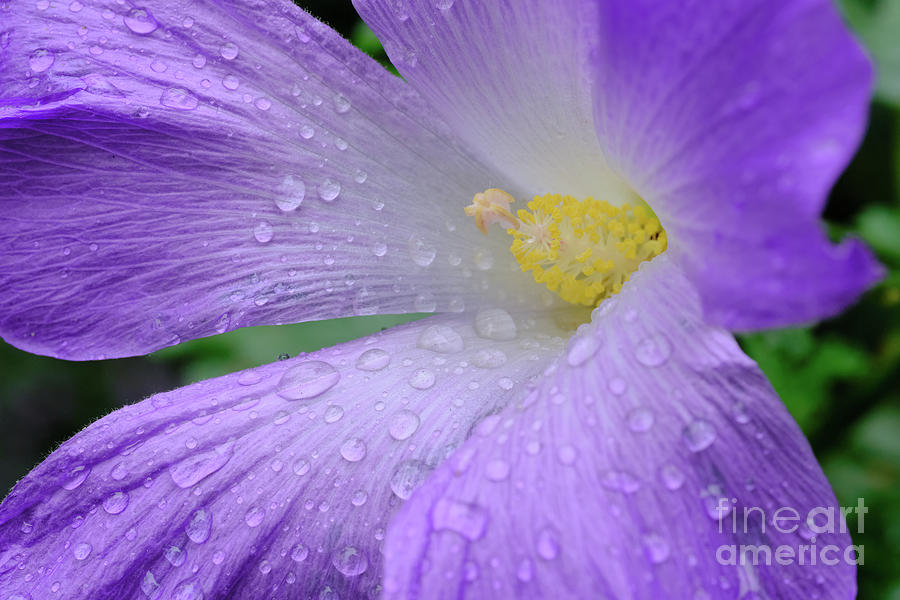 Nature Photograph - Lilac Hibiscus And Raindrops by Neil Maclachlan