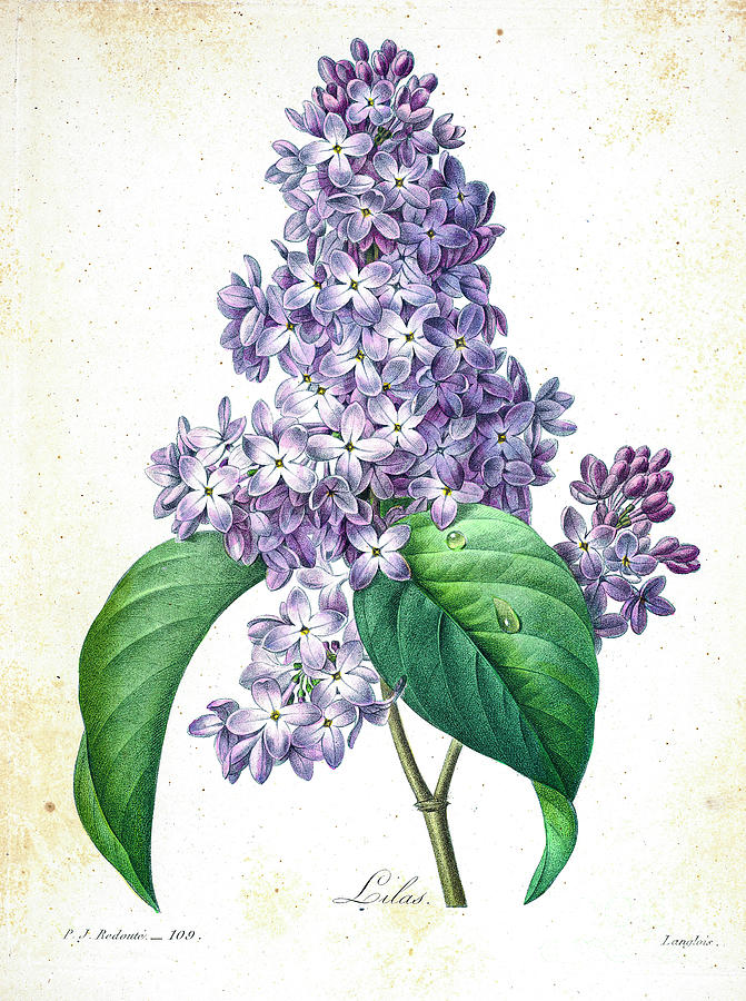 Lilac illustration 1827 r1 Drawing by Botany