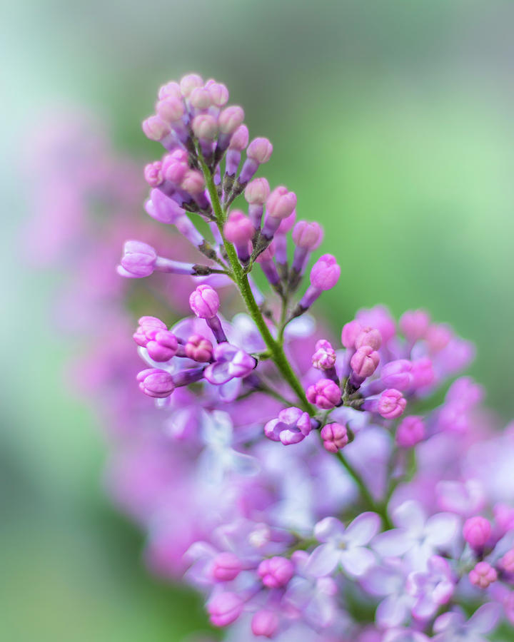 Lilac in bloom in May Photograph by Cristina Stefan