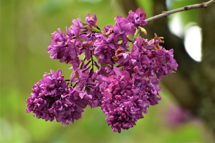 Lilac In Purple Photograph