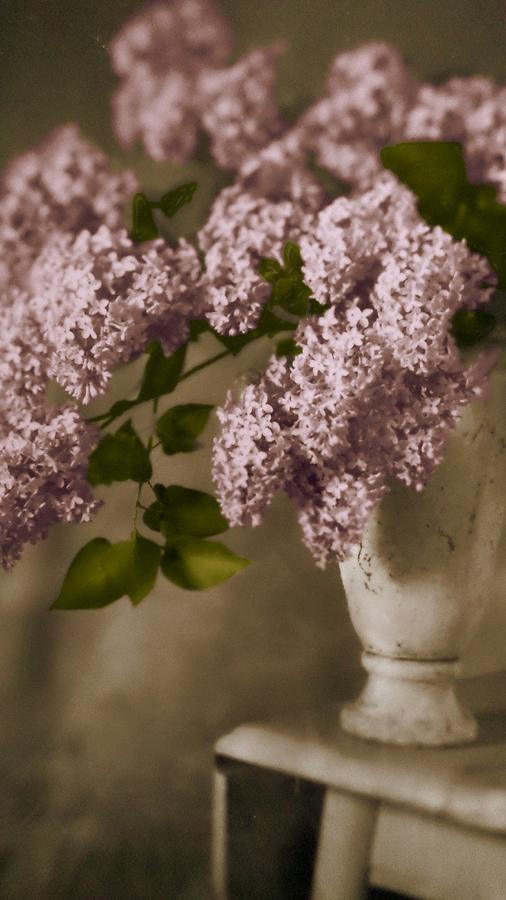 Lilac In White Photograph