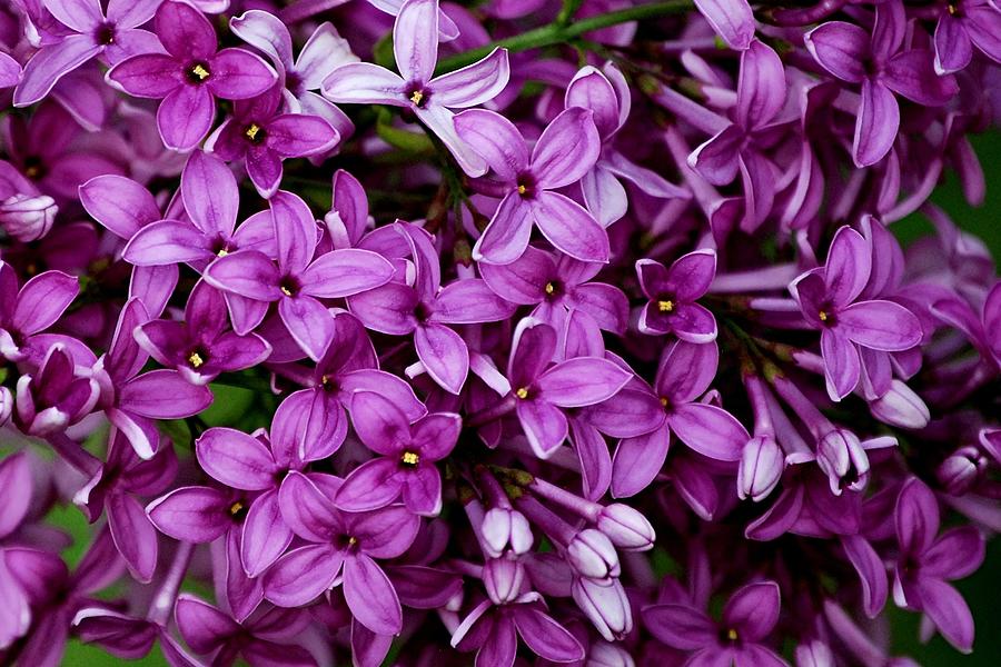 Lilac Photograph by Judy Cuddehe