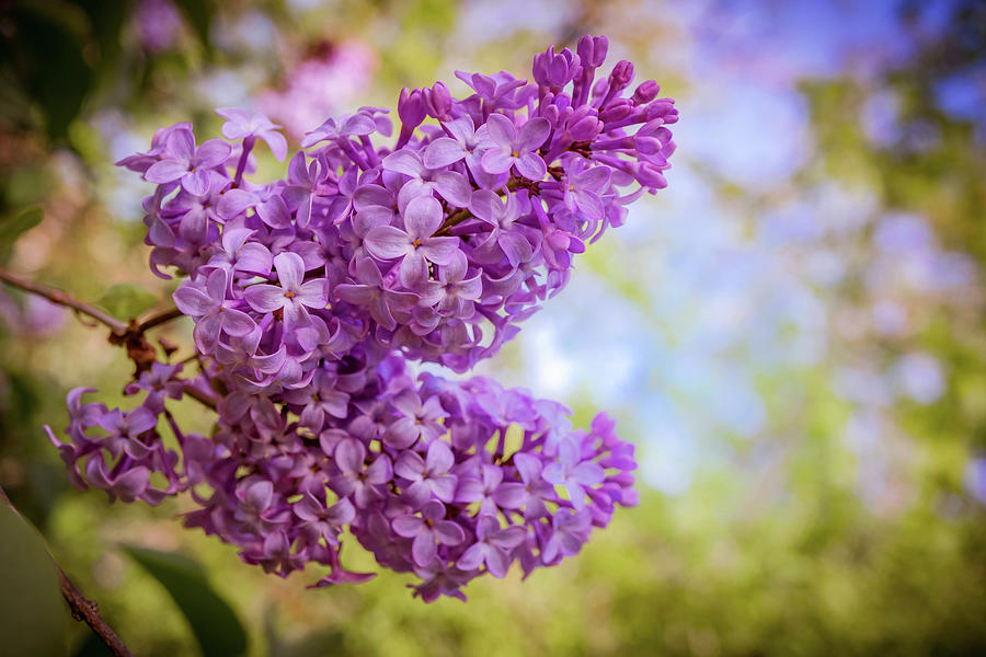 Lilac Photograph by Lilia S