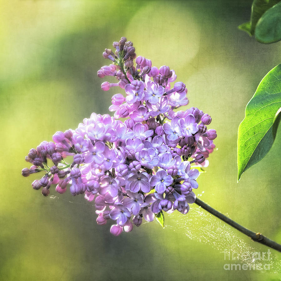 Lilac Butterfly Photograph