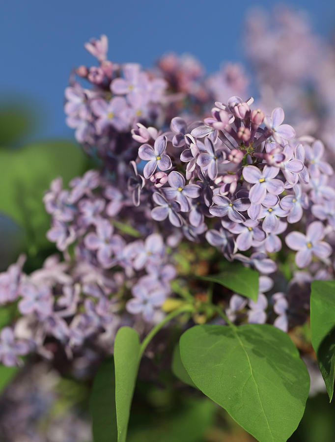 Lilac Macro Photograph by Dan Sproul