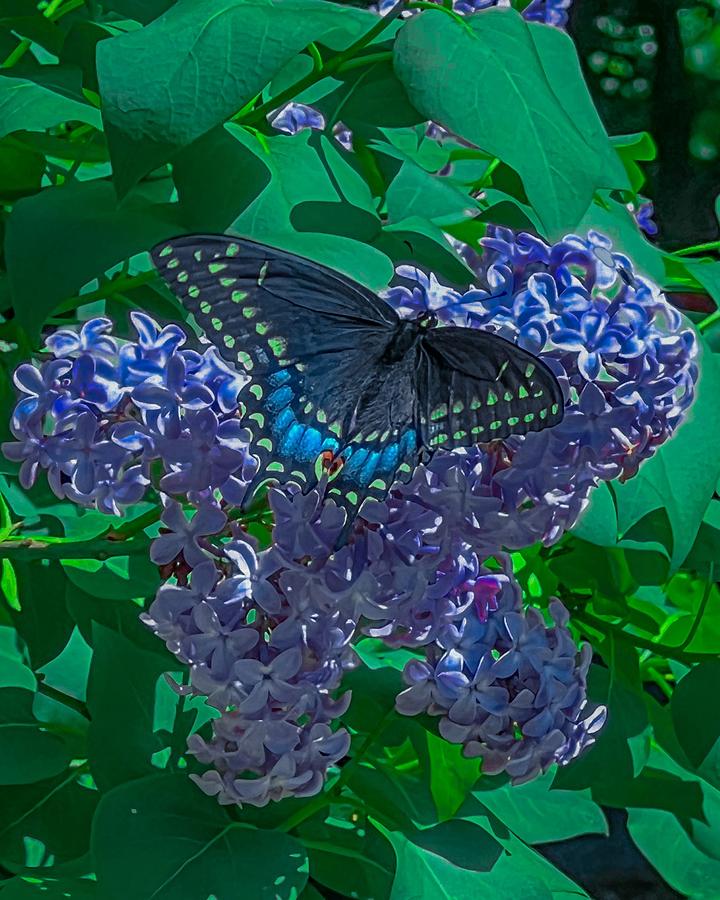 Lilac Monarch Butterfly Photograph by Dean Williams - Pixels