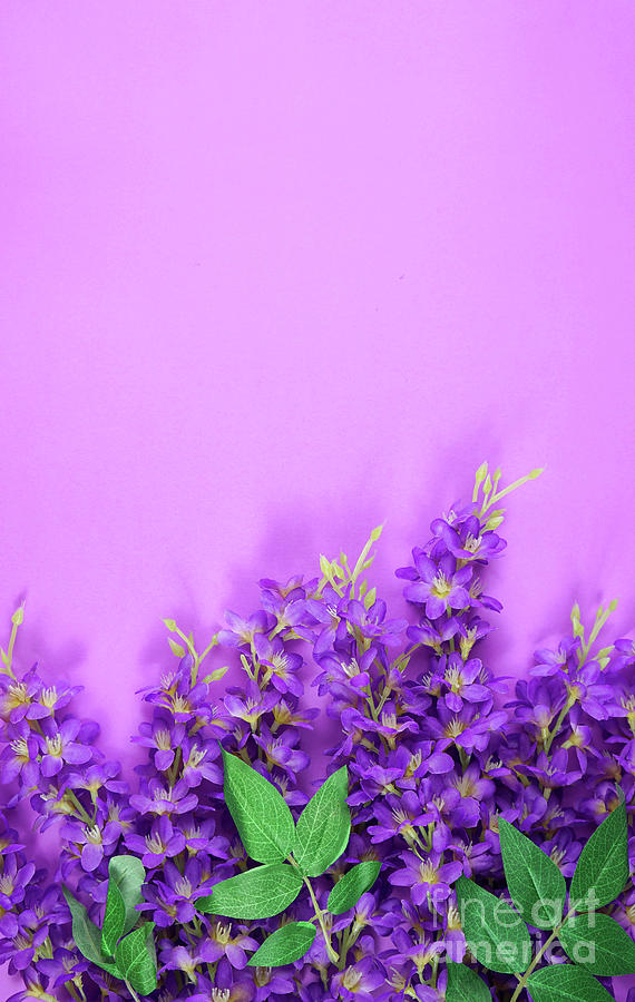 Lilac orchid flowers on purple background with negative copy space. Photograph by Milleflore Images