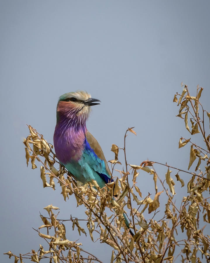 Lilac Roller Photograph by Laura Hedien