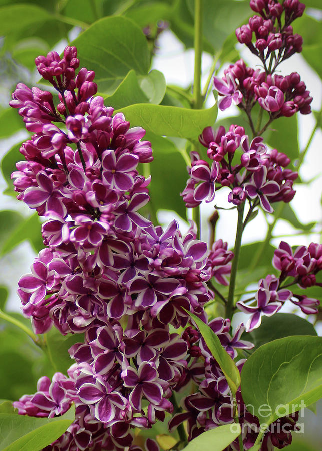 Lilac Photograph by Ross Coleman Lilac Photograph by Ross Coleman