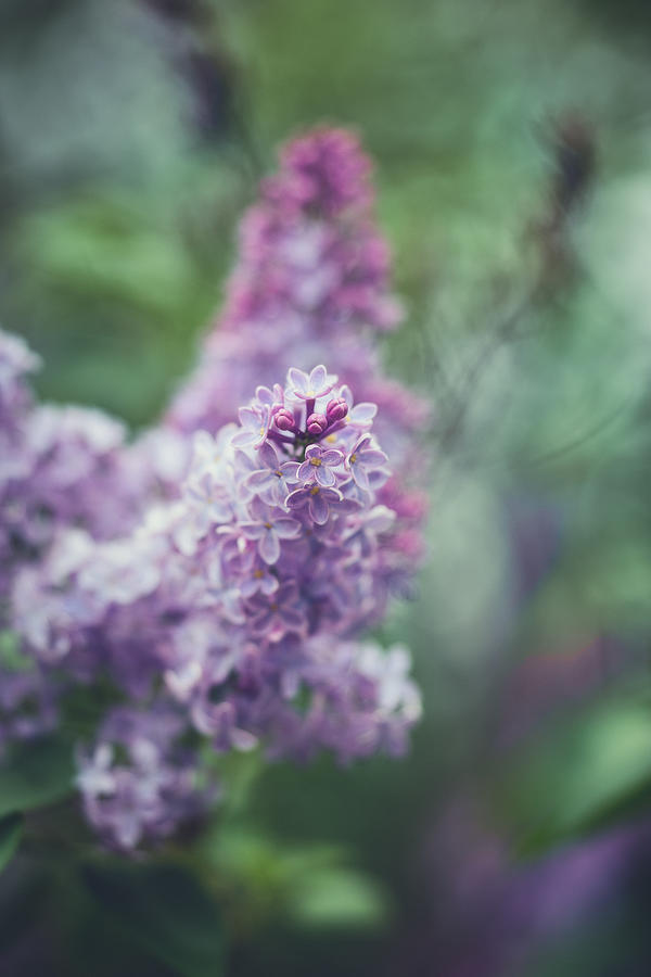 Lilac Splendor Photograph by Dustin Abbott
