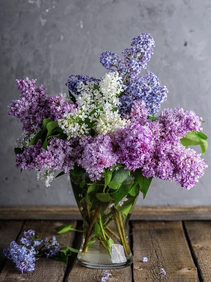 Lilac Still Life Photograph by Artographie - Fine Art America