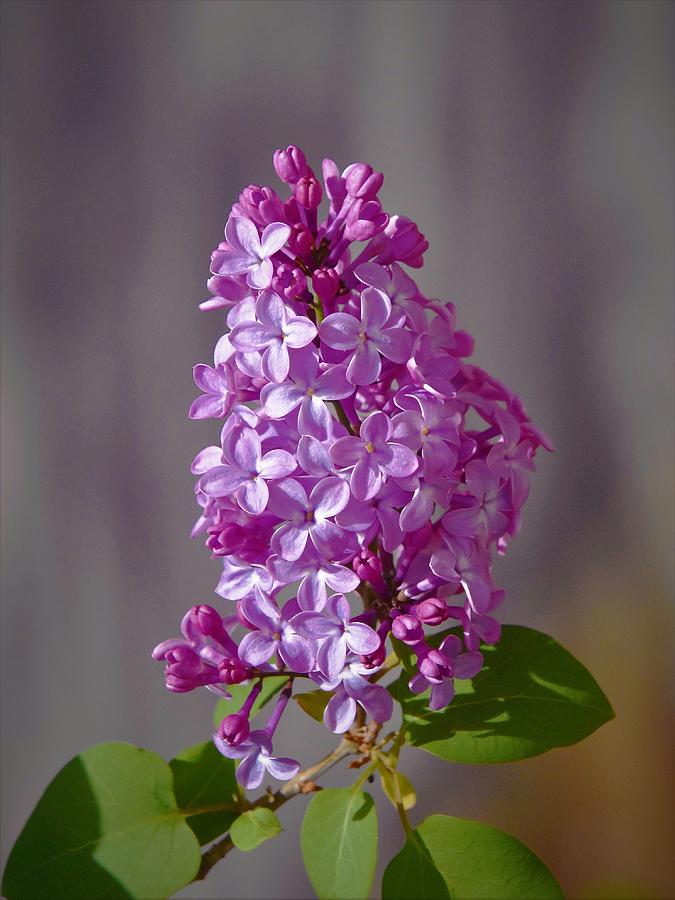 - Lilac - Syringa vulgaris Photograph by THERESA Nye
