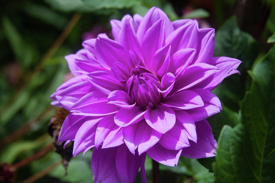 Lilac Time Dahlia Photograph by Debby Skogman - Fine Art America