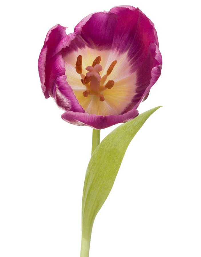 Lilac Tulip Flower Head Isolated On White Background Photograph by Natikka