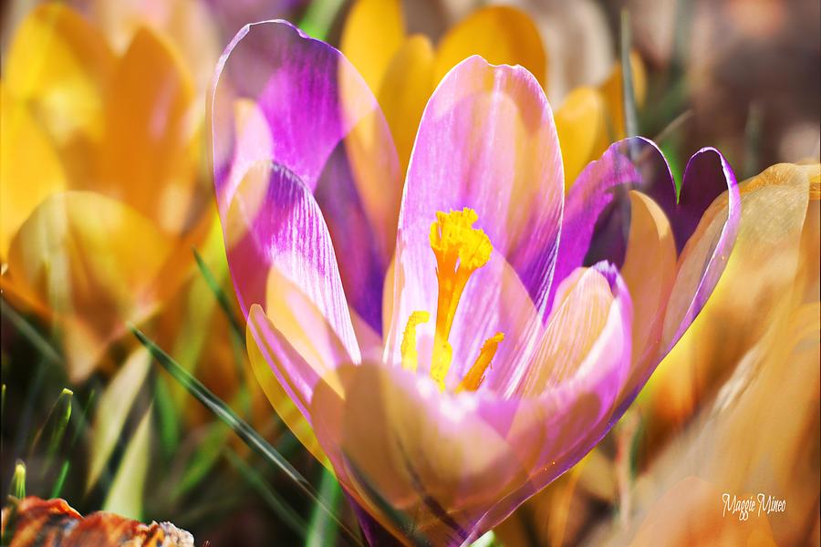 Lilac Tulip Pistil Macro Photograph By Maggie Mineo - Fine Art America