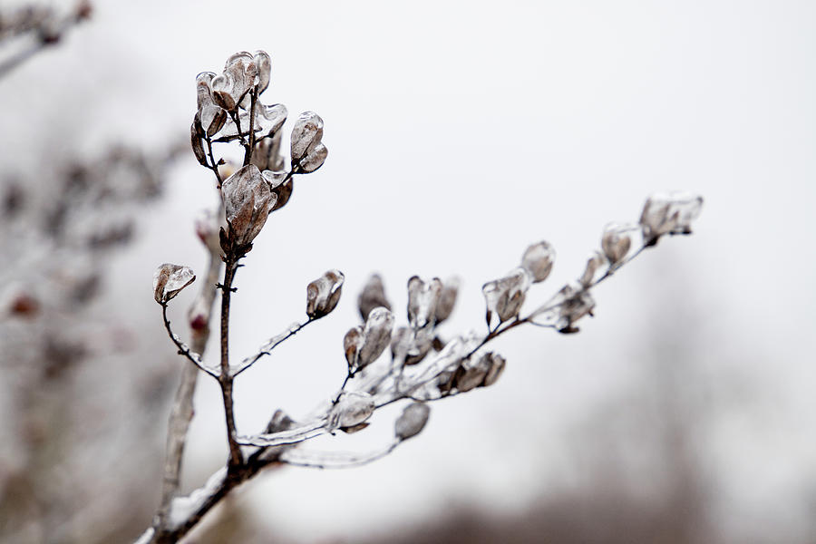 Lilac Twig In Ice Photograph