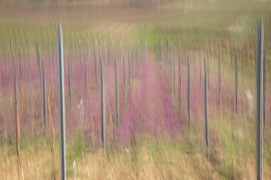 Vineyard Photograph - Lilac vineyard by Marion Rockstroh-Kruft Vineyard Photograph - Lilac vineyard by Marion Rockstroh-Kruft
