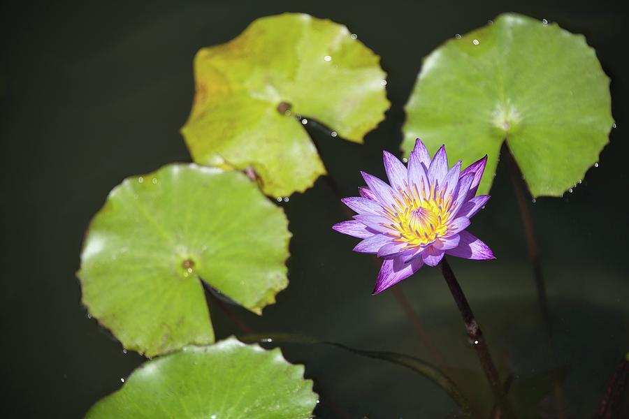 Lilac Water Lily in the Sun Photograph by Heidi Fickinger