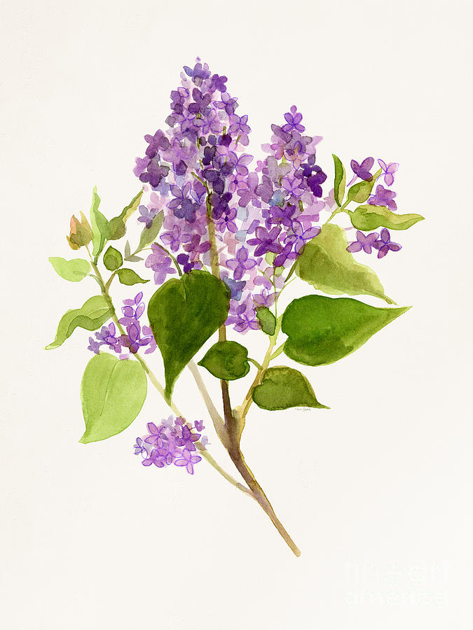 Lilac Watercolor Study  Painting by Sue Zipkin