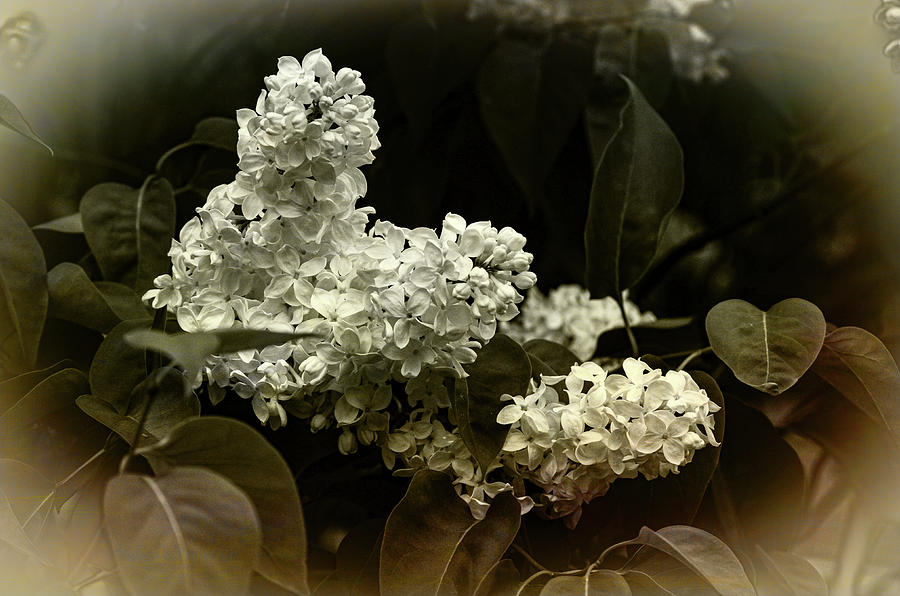 Lilac-white Lilac With Sepia Tones Photograph