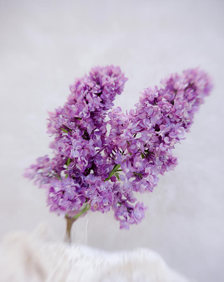 Lilac Bouquet Photograph by Marilyn Wilson