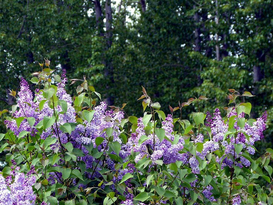 Lilacs And Cottonwood Trees  Photograph by Will Borden