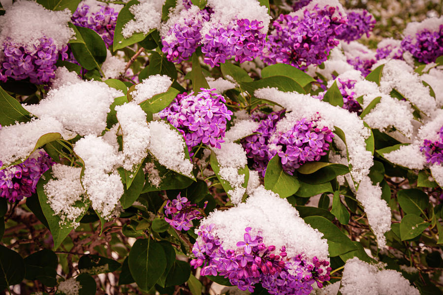 Lilacs and Snow Photograph by Mike Lee
