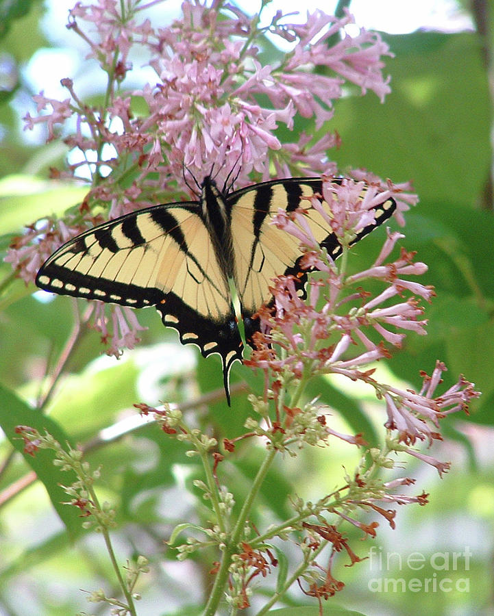 Lilacs and Tiger Swallowtail Butterfly Photograph by Marilyn Smith