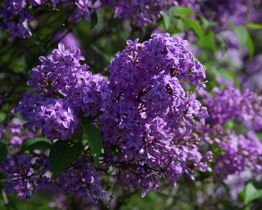 Lilacs at Highland Park Photograph by Flinn Hackett